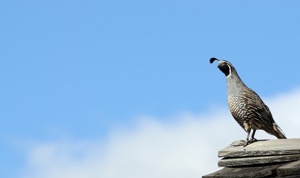 Quail