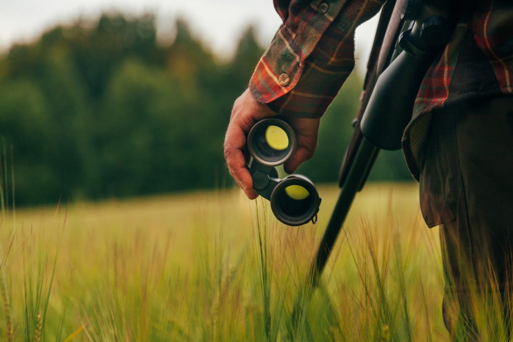 quail hunting