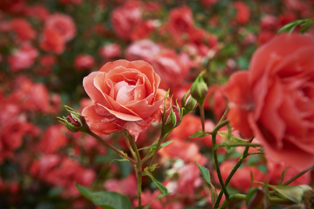 Thomasville Rose Show And Festival