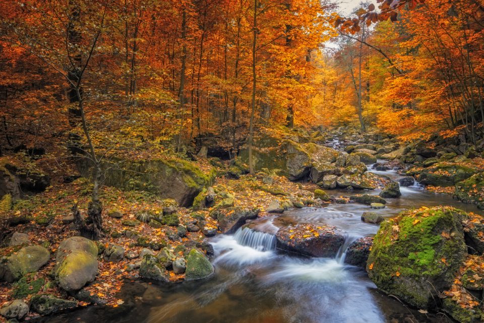 Get Back to Nature This Thanksgiving in Lost Creek Forest